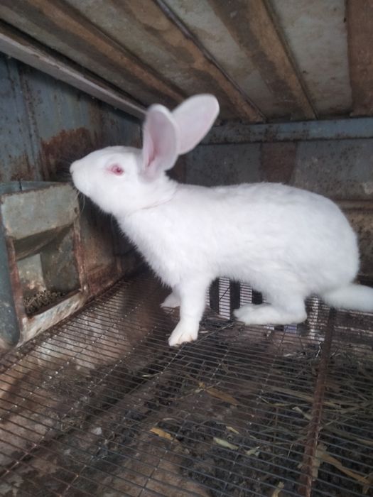 Продаю кролів Білий Панон
