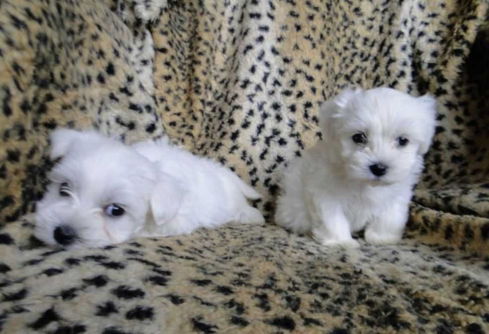 Maltańczyk Piesek Maltańczyka z Rodowodem