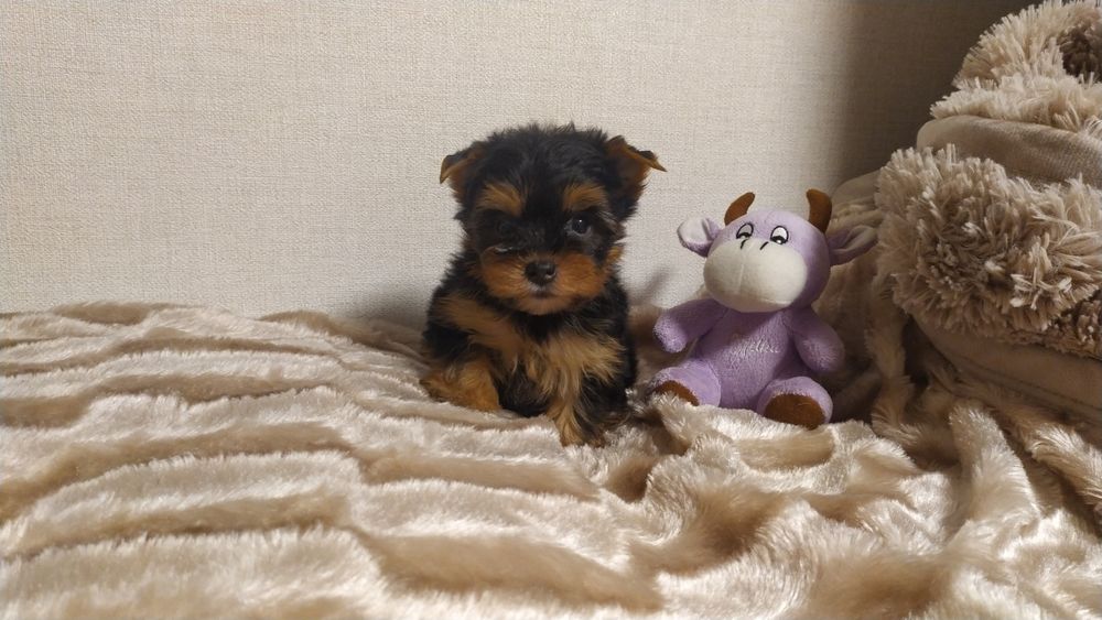 Продам малышей Йорков