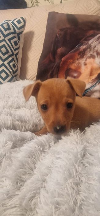 Pinscher   macho puro