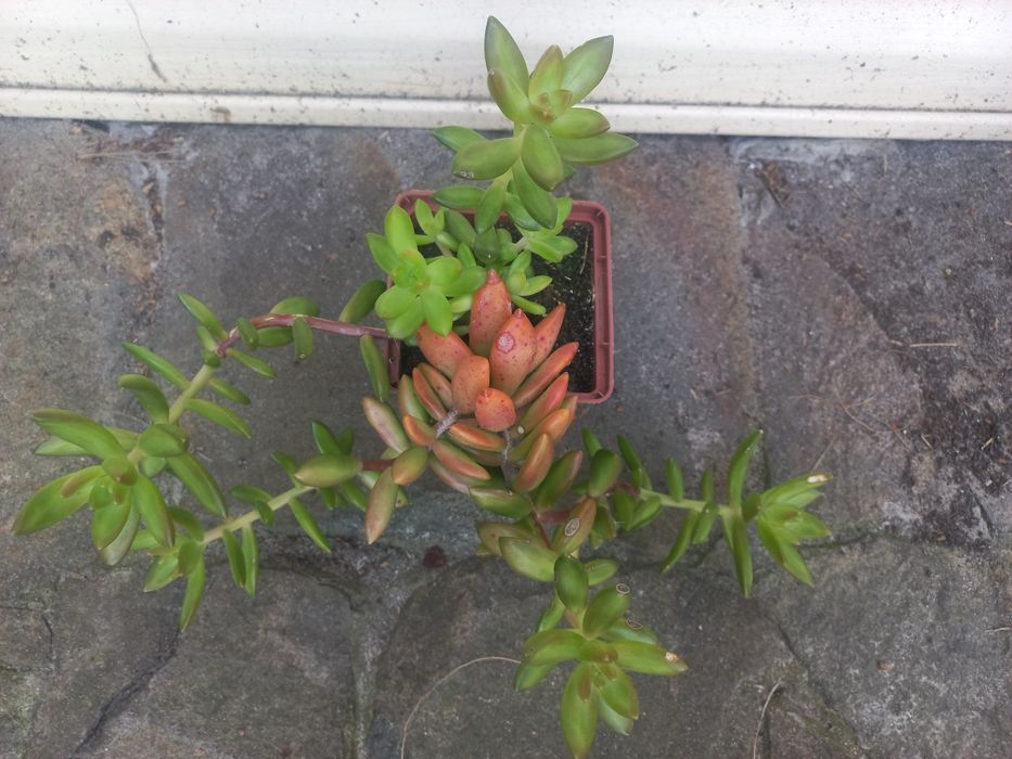 Седум Насбаумеріанум