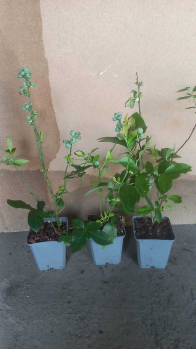 Vende se plantas de mirtilos com frutos (vasos P9)