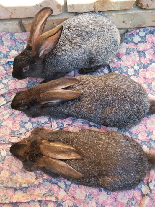 Кролики Полтавське Срібло