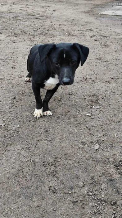 Duduś mały piesek szuka domu / pies do adopcji