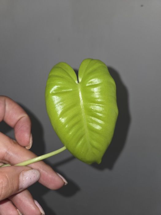 Filodendron burle max variegata