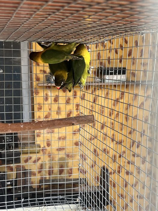 Agaporni Personata verde ancestral
