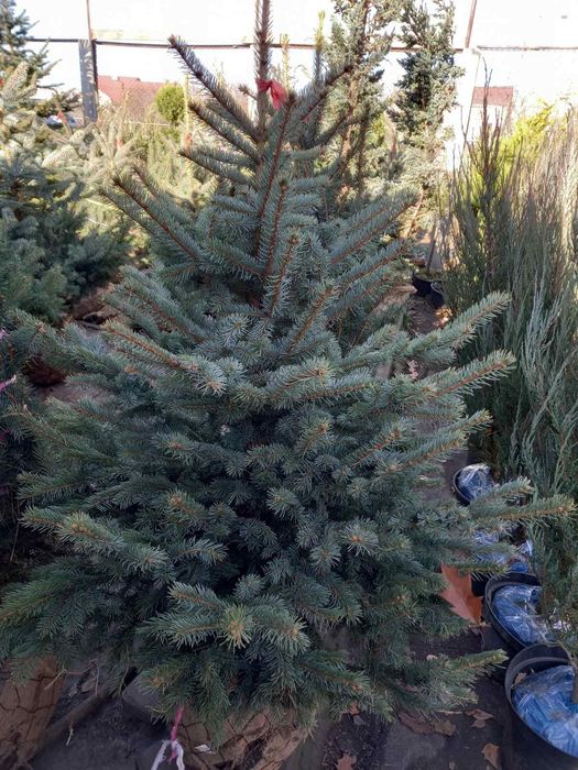 Ялинки голубі. Глаука. Від метра до двох