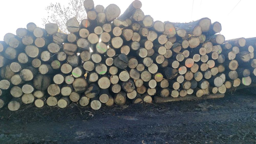 Kłoda DĄB s2b 240-250cm