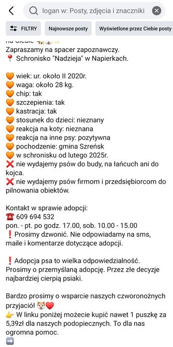 Logan duży i bardzo pozytywny pies czeka w Schronisku Nadzieja