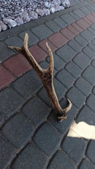 pojedyncze poroże jelenia