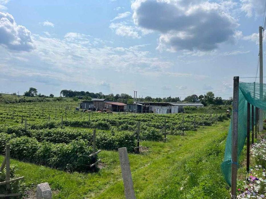 господарський комплекс 9,7 га, ягідно-овочеве підприєство, Львів