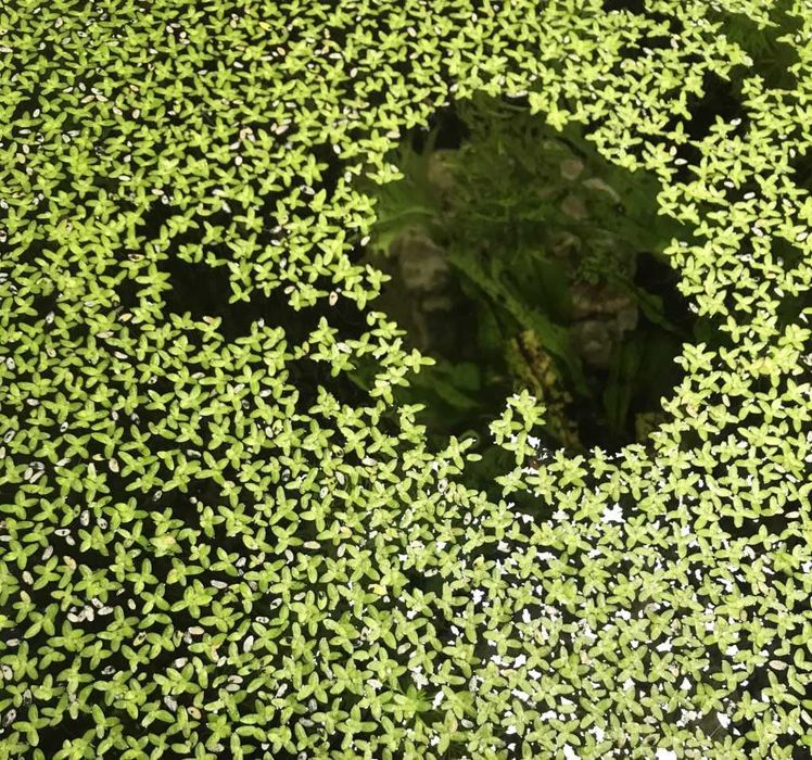 Planta flutuante Lemna minor ou lentilha d'água
