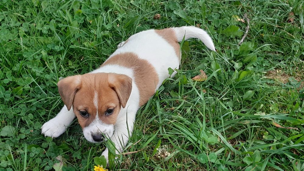 Jack Russell Terrier