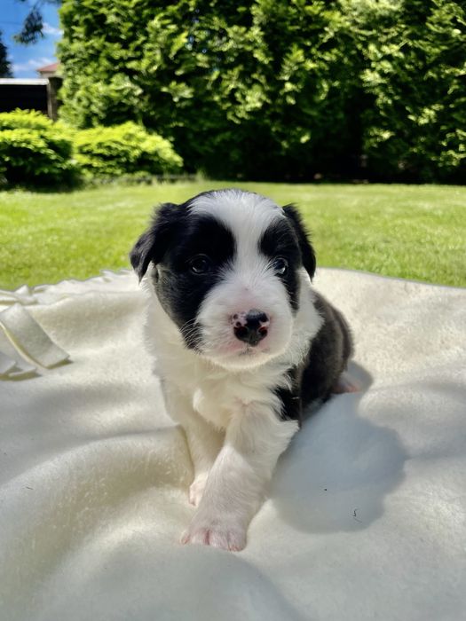 Border collie / szczeniak / rodowód / piesek