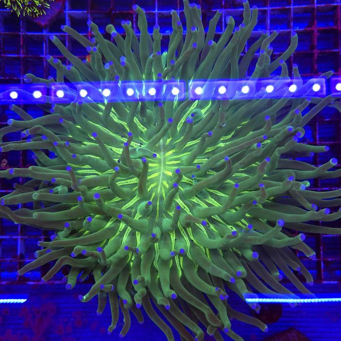Heliofungia actiniformis Gold Mouth WYSIWYG - LPS - koralowce - Kingdom of Corals