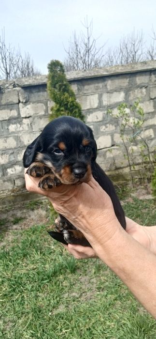 Цуценята такси..