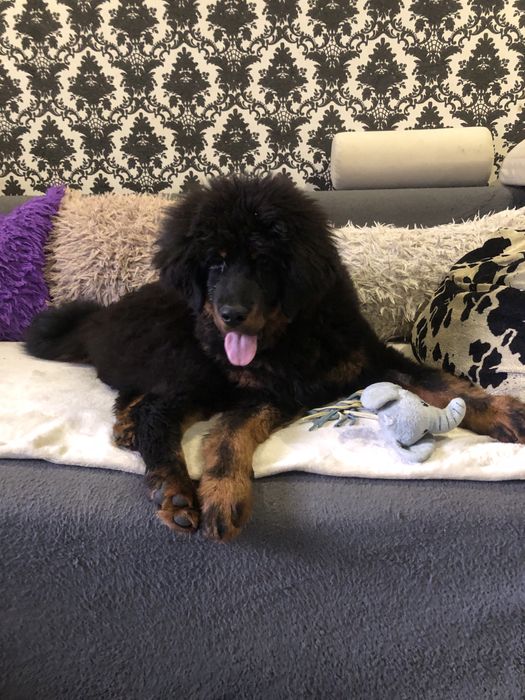 Тибетський мастиф