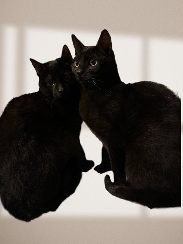 Czarne kotki do adopcji kotki i kocurki