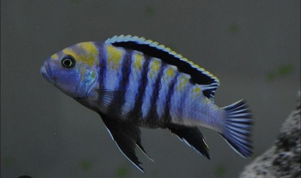 Cynotilapia afra cobue macho