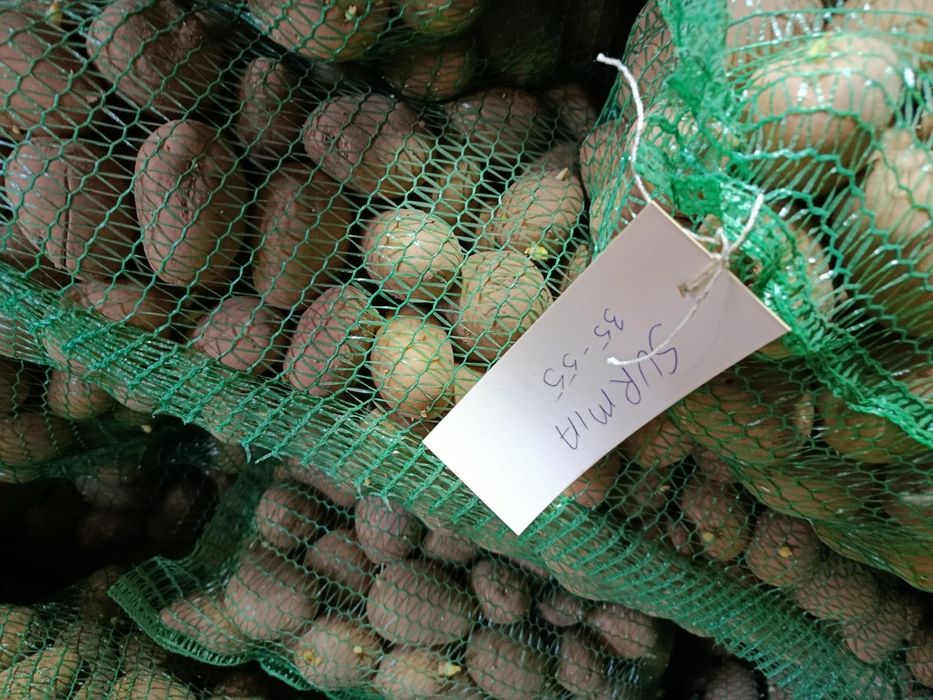 Ziemniak.  Odmiana  surmia  wielkość sadzeniaka  Surmia 0.40 gr