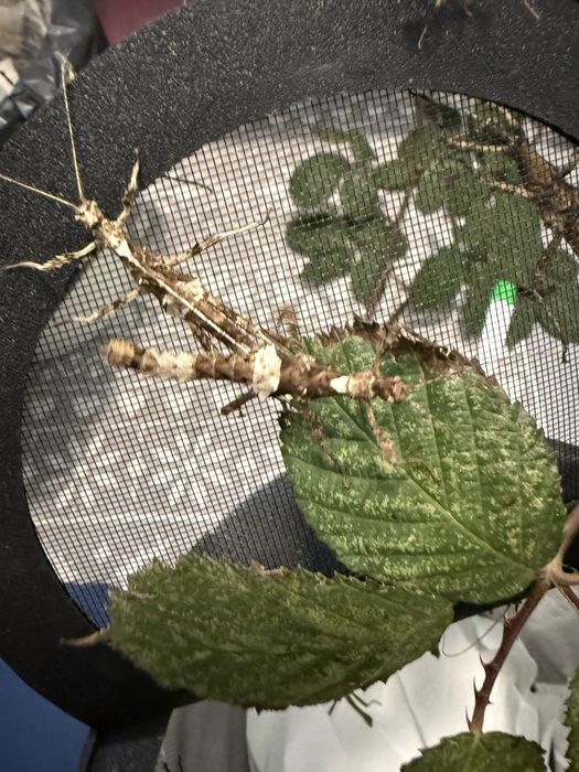 Straszyk Filipiński