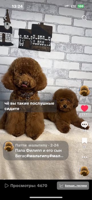 В'язка той-пуделя, кобель red brown | Київ