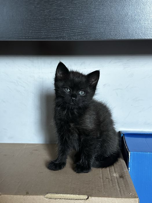 Кошеня дівчинка 2 місяці