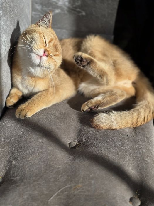 Кот золота шиншилла