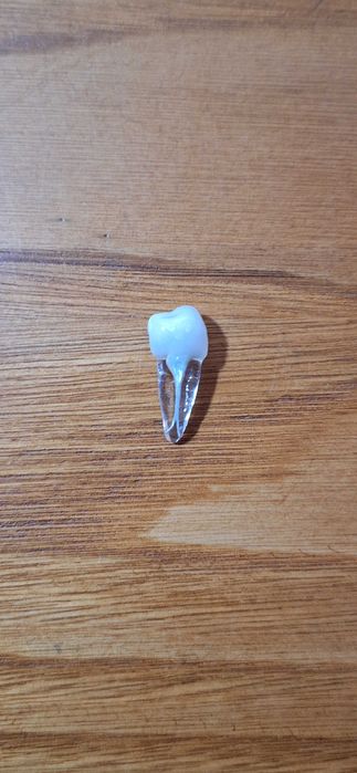 Modelos dentários para prática ENDODONTIA