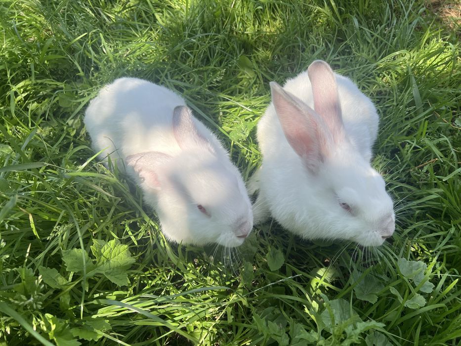 Кролі породи каліфорнійці,термонці,європейська шиншила