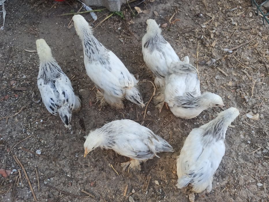 Ovos de Galinhas Puras para encubação