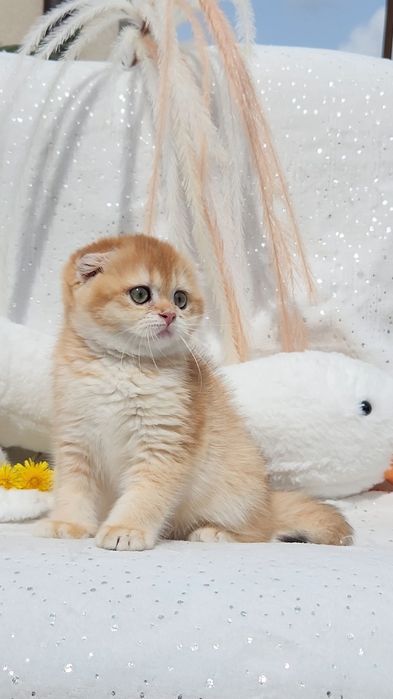 Шотландське кошеня золота шиншила
