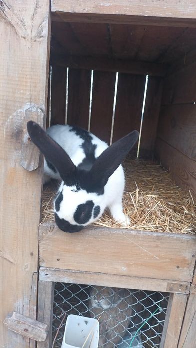 Sprzedam lub zamienię samca srokacza czarnego