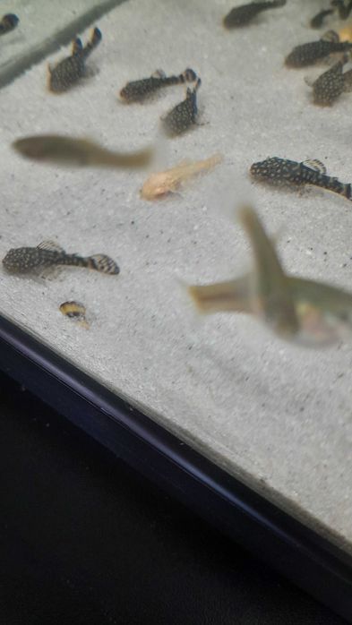 Ancystrus Albinos de criação própria