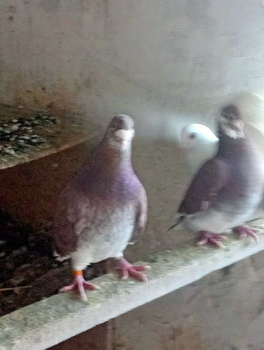Gołębie standardy czerwone z 23 roku para