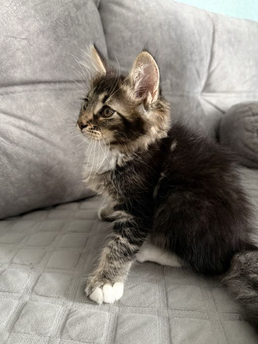 Котик мейн кунчик  2,5 місяці