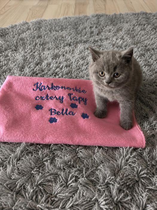 Kocurek brytyjski niebieski krótkowłosy
