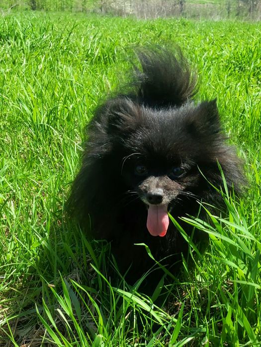 В'язка. Чорний шпіц - хлопчик.