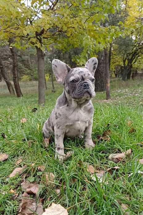 Французський бульдог Дівчинка 3,5 міс