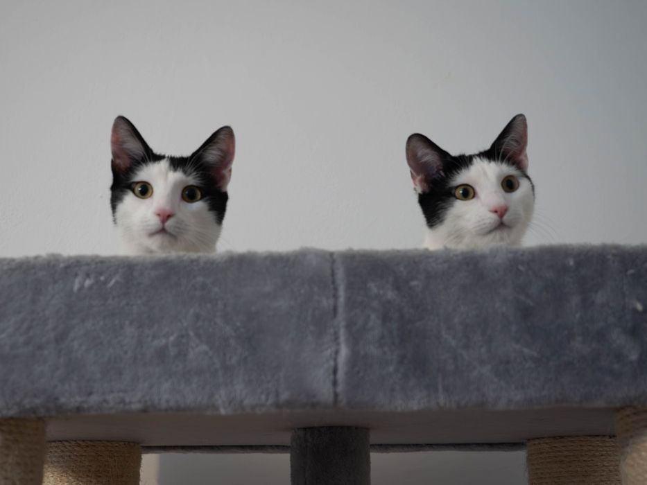 Urocze i wykastrowane kocurki szukają domu
