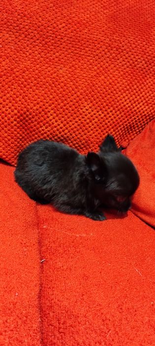 Yorkshire terrier czarny