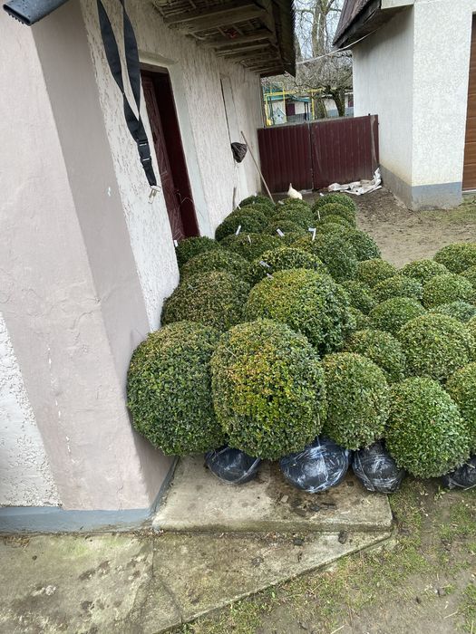 Самшит куля (Buxus) – декоративні сформовані рослини