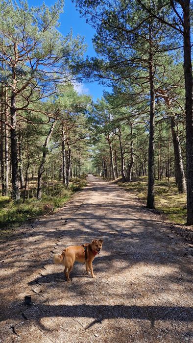 Działki budowlane nad morzem – koło Łeby, warunki zabudowy