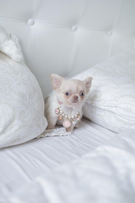 Mini dziewczynka chihuahua fci