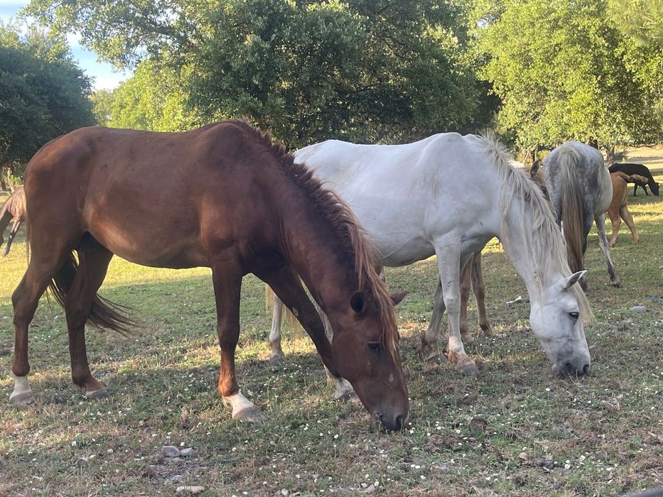 Lote de 5 eguas um cavalo lazão e uma poldra e um poldro de um ano