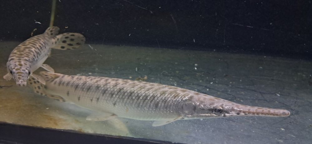 Vendo 2 especies de peixe gar