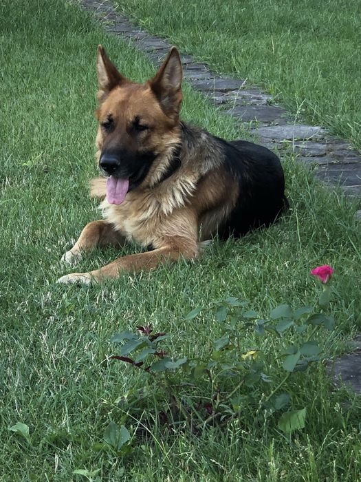 Вязка німецької вівчарки кобель