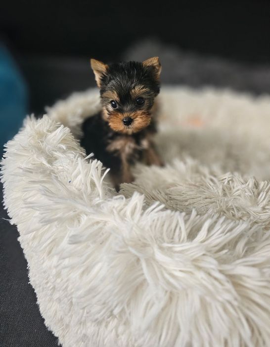 Śliczna Dziewczynka Yorkshire terrier