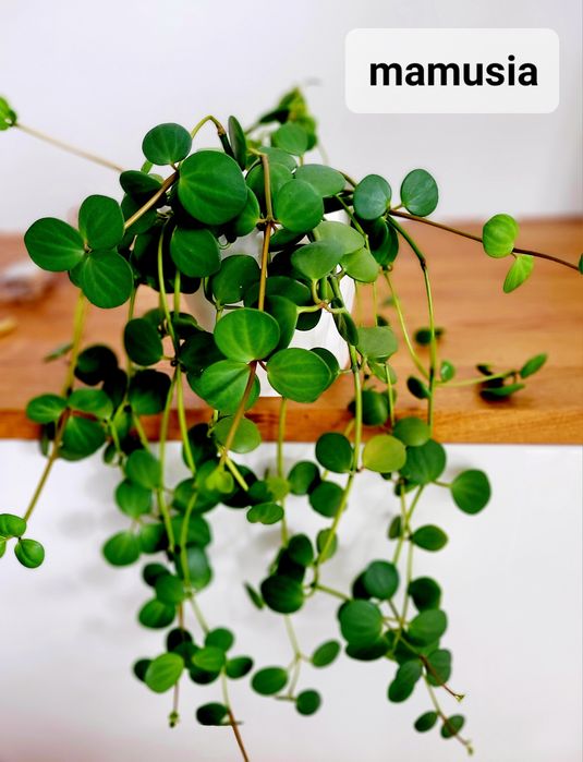 Peperomia Tetraphylla Hope ukorzeniona szczepka
