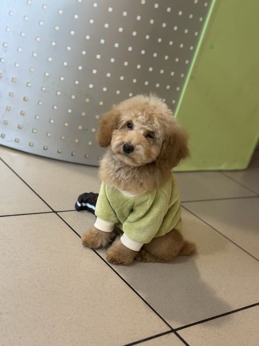 Мальчик той пудель